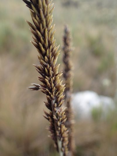 Chusquea tessellata, photographed by bat (Maria Vorontsova)
