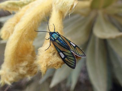 Espeletia murilloi, photographed by bat (Maria Vorontsova)