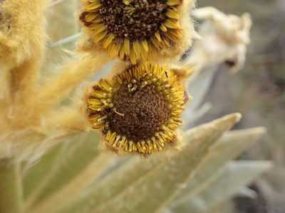 Espeletia murilloi, photographed by bat (Maria Vorontsova)