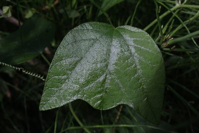 Passiflora sexflora, photographed by Jake Rehage