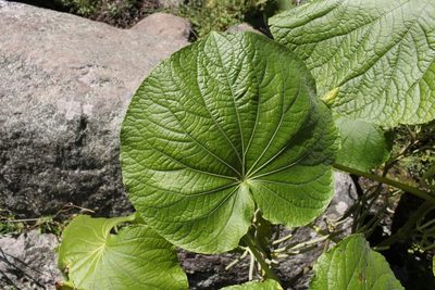 Piper umbellatum, photographed by Jake Rehage