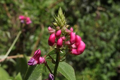 Phaseolus costaricensis, photographed by Jake Rehage