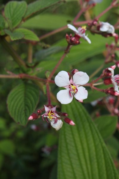 Heterocentron glandulosum, photographed by Jake Rehage