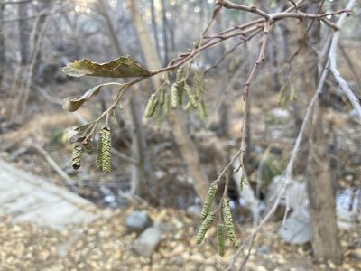 Alnus oblongifolia, photographed by Natural History Institute