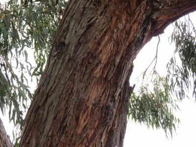 Eucalyptus cephalocarpa, photographed by John Cull