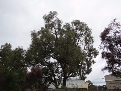 Eucalyptus cephalocarpa, photographed by John Cull