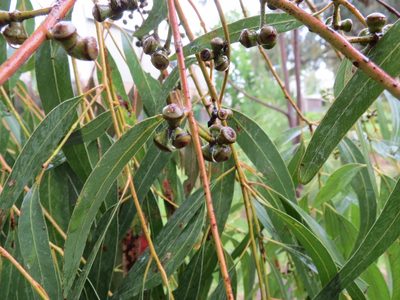 Eucalyptus cephalocarpa, photographed by John Cull