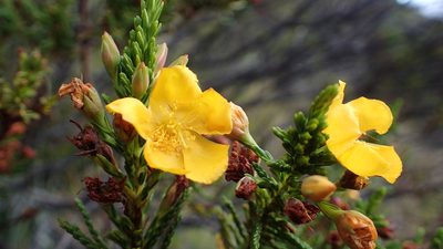 Hypericum goyanesii, photographed by bat (Maria Vorontsova)