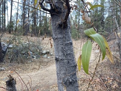 Populus angustifolia, photographed by Natural History Institute
