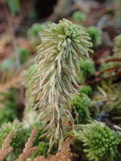 Sphagnum wulfianum, photographed by Allan Harris
