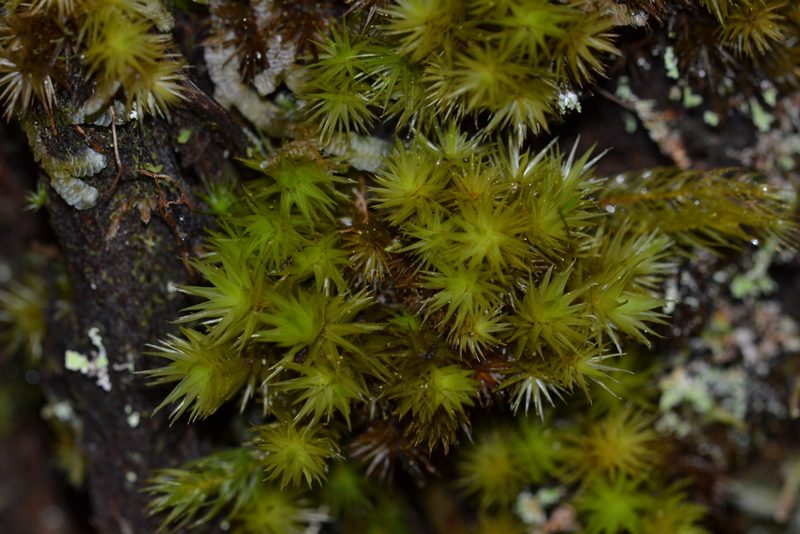 Dicranum spirophyllum, photographed by kbkash
