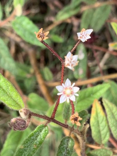 Commersonia dasyphylla, photographed by Guy Taseski