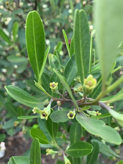 Beyeria viscosa, photographed by Guy Taseski