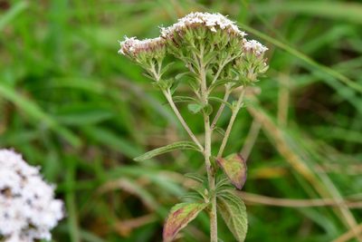 Stevia tomentosa, photographed by Neptalí Ramírez Marcial
