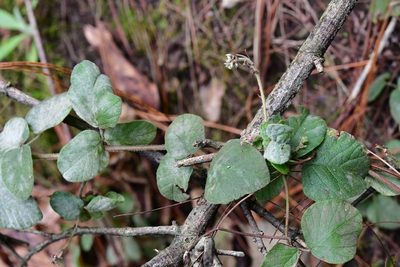 Desmodium molliculum, photographed by Neptalí Ramírez Marcial