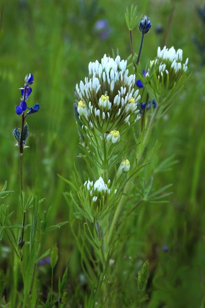 Castilleja lineariloba, photographed by Megan Ralph