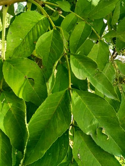 Fraxinus mandshurica, photographed by Natalya Ivanova