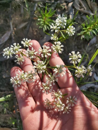 Poranthera corymbosa, photographed by Tim