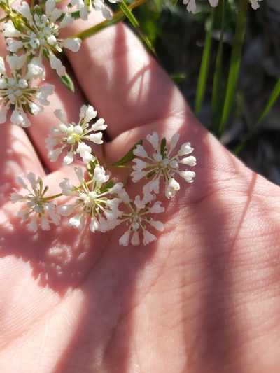Poranthera corymbosa, photographed by Tim