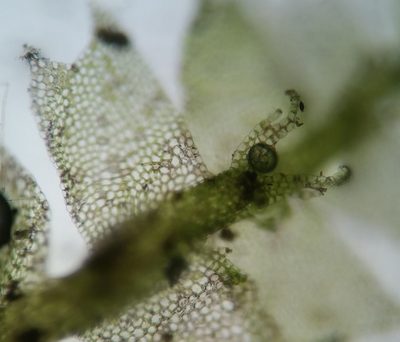 Lophocolea minor, photographed by Zihao Wang