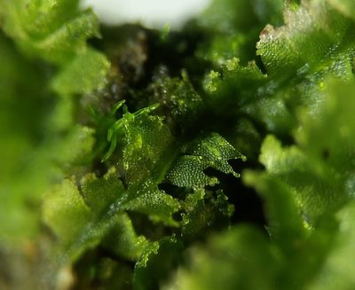 Lophocolea minor, photographed by Zihao Wang