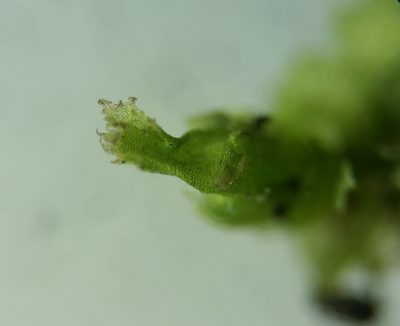 Lophocolea minor, photographed by Zihao Wang