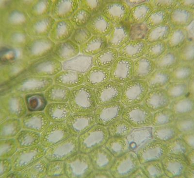 Lophocolea minor, photographed by Zihao Wang
