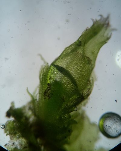 Lophocolea minor, photographed by Zihao Wang