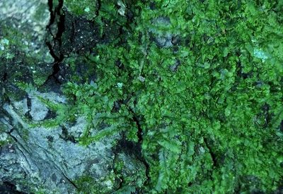 Lophocolea minor, photographed by Zihao Wang