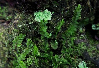 Lophocolea minor, photographed by Zihao Wang