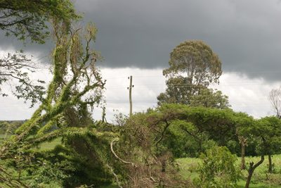 Vachellia abyssinica, photographed by Oleg Kosterin