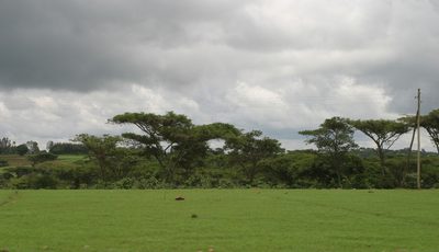 Vachellia abyssinica, photographed by Oleg Kosterin