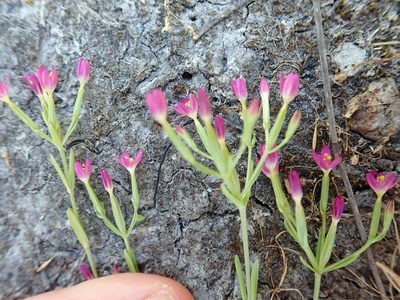 Centaurium tenuiflorum, photographed by Peter de Lange