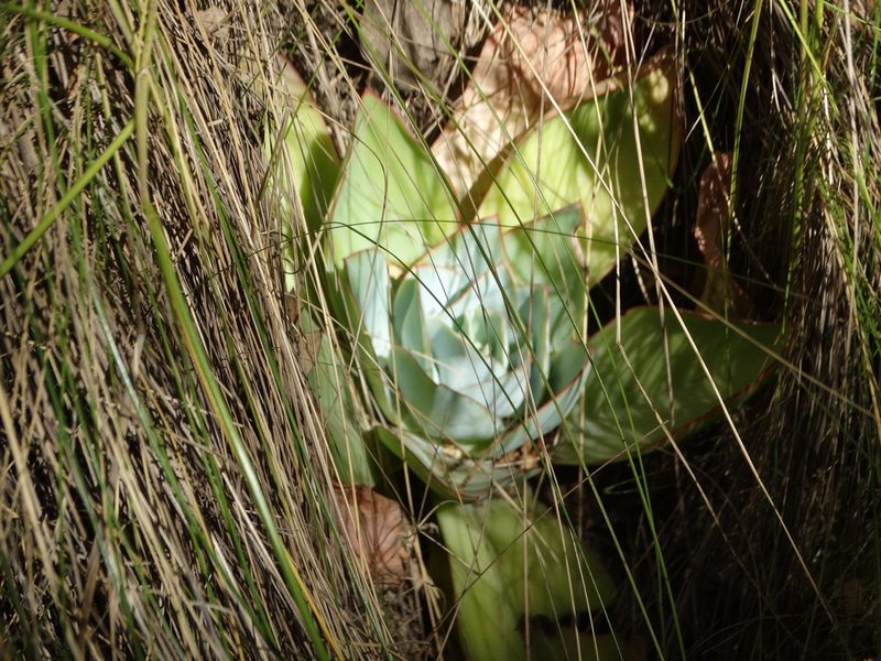 Echeveria subrigida, photographed by Juan Rafael Rodríguez Razgado