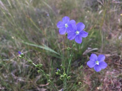 Linum marginale, photographed by Miguel de Salas