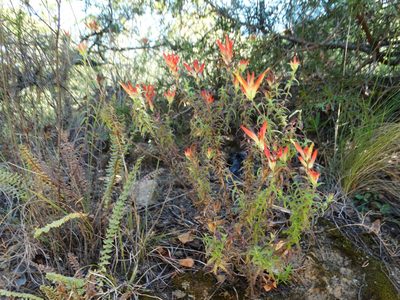 Castilleja tenuiflora, photographed by Juan Rafael Rodríguez Razgado
