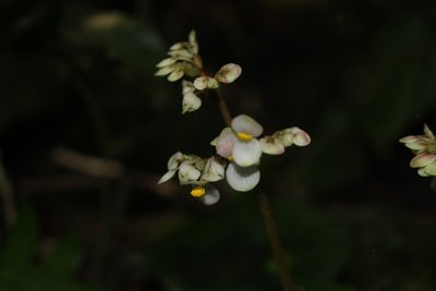 Begonia conchifolia, photographed by Jake Rehage