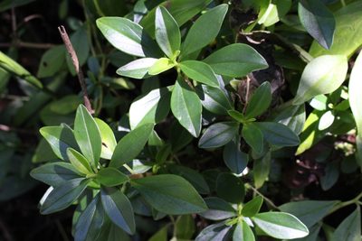 Peperomia san-joseana, photographed by Jake Rehage