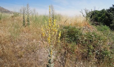 Verbascum pulverulentum, photographed by Andre Hosper