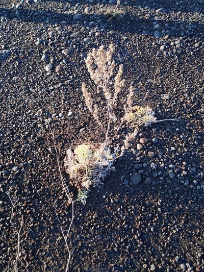 Artemisia campestris, photographed by Николай Соболев