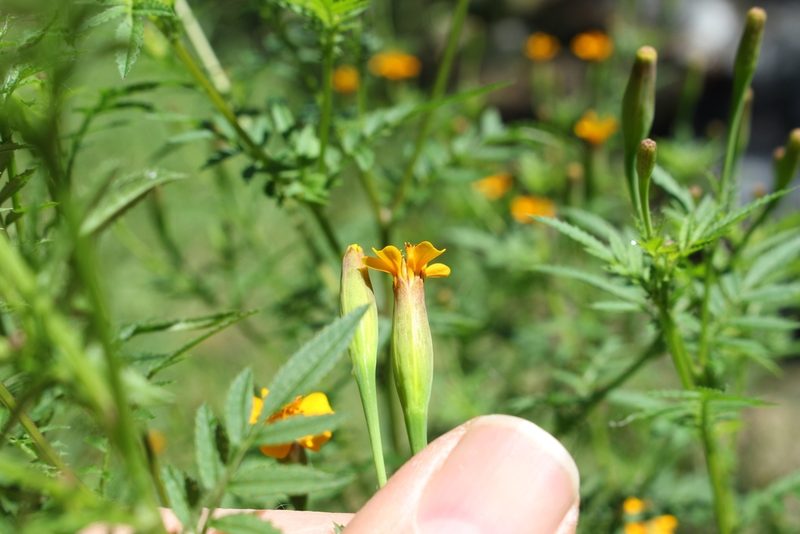 Tagetes subulata, photographed by Jake Rehage