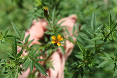 Tagetes subulata, photographed by Jake Rehage