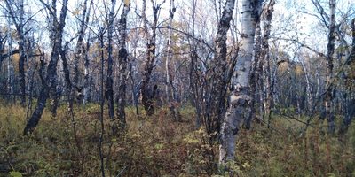 Betula ermanii, photographed by Николай Соболев