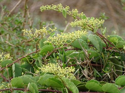 Cissus rotundifolia, photographed by Shaun Swanepoel