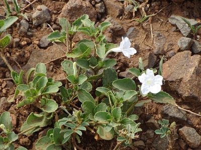Ruellia patula, photographed by Shaun Swanepoel