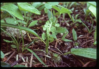 Botrychium crenulatum, photographed by Ed Alverson