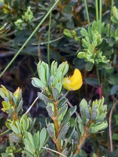 Cyclopia buxifolia, photographed by Brian du Preez