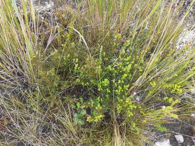 Cyclopia buxifolia, photographed by Brian du Preez