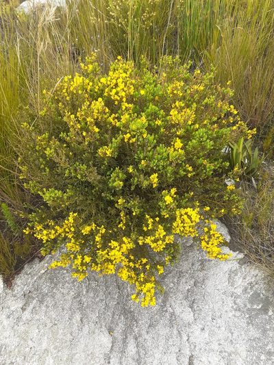 Cyclopia buxifolia, photographed by Brian du Preez