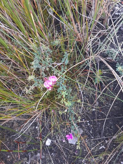 Indigofera concava, photographed by Brian du Preez